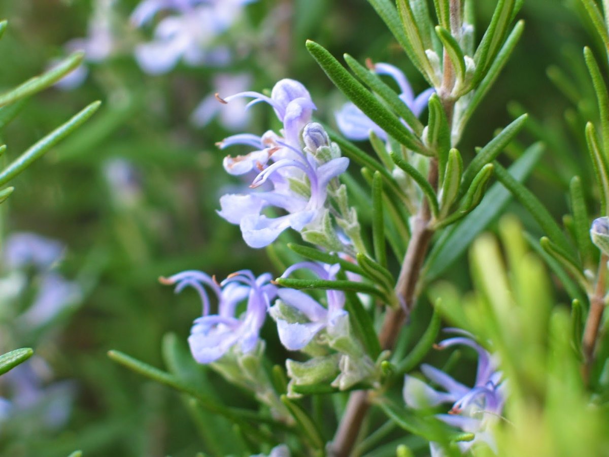 Seidlitzia Rosmarinus