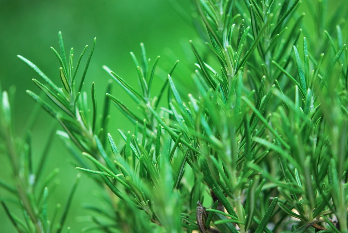 Древесный розмарин