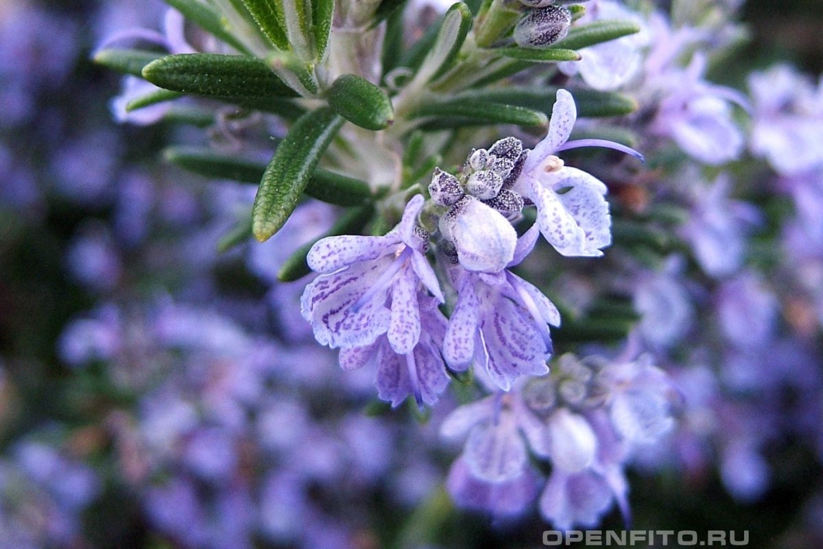 Розмарин Rosmarinus officinalis