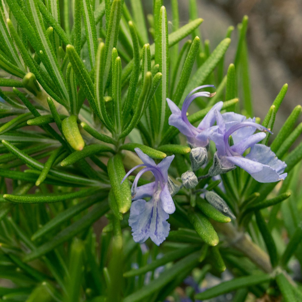 Rosmarinus officinalis Prostratus