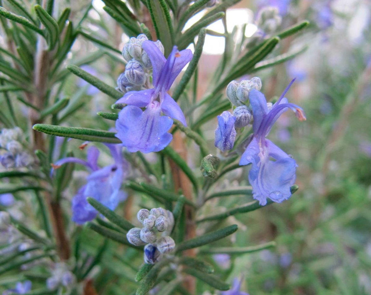 Розмарин обыкновенный Rosmarinus officinalis