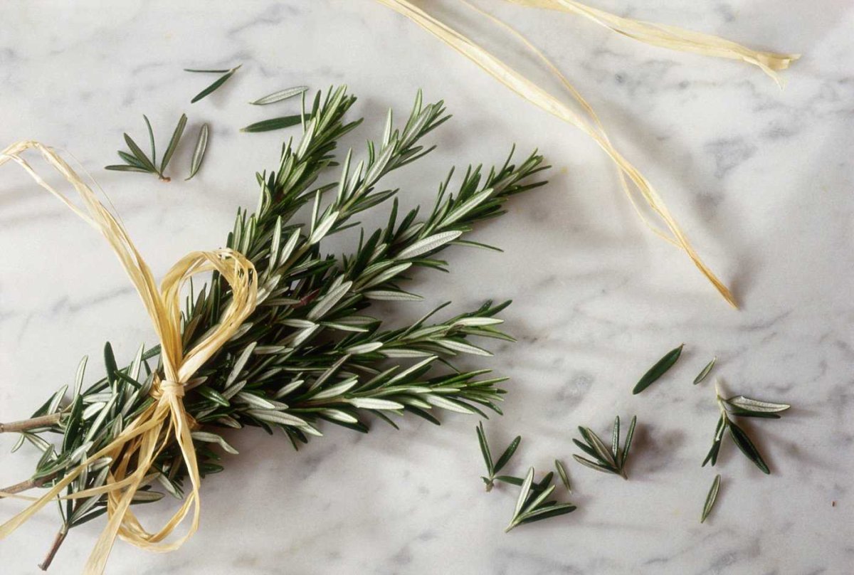 Приправа веточка розмарина