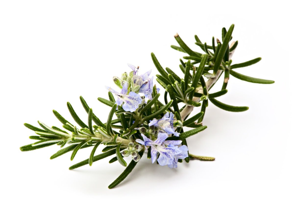 Розмарин многолетний