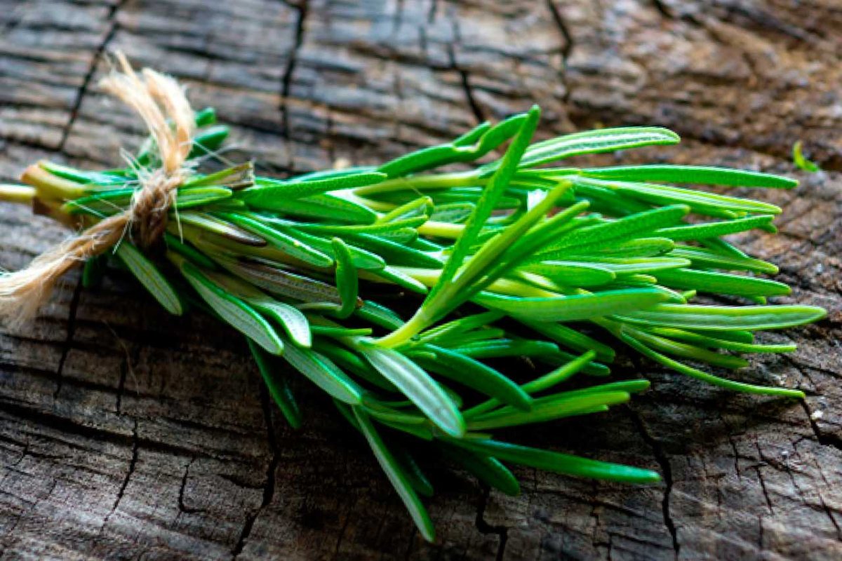 Розмарин (листья) (Rosmarinus)