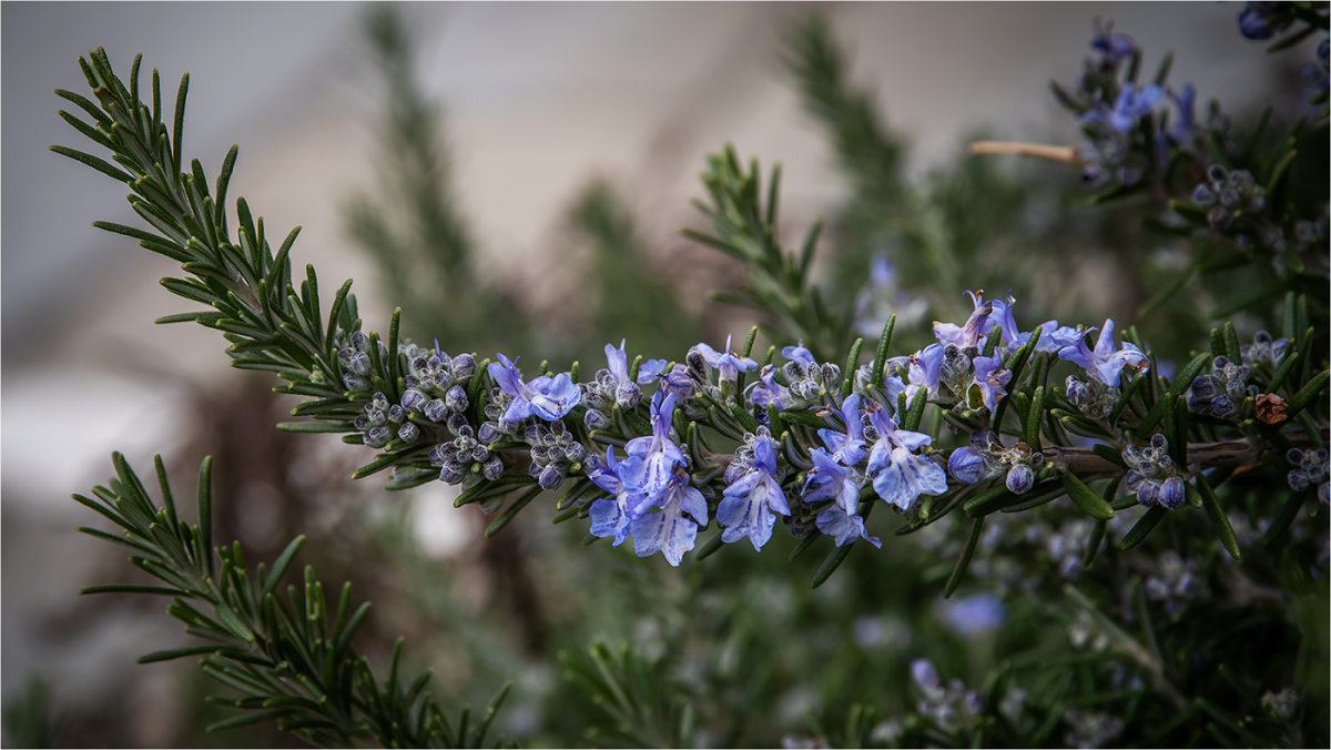 Розмарин цветок