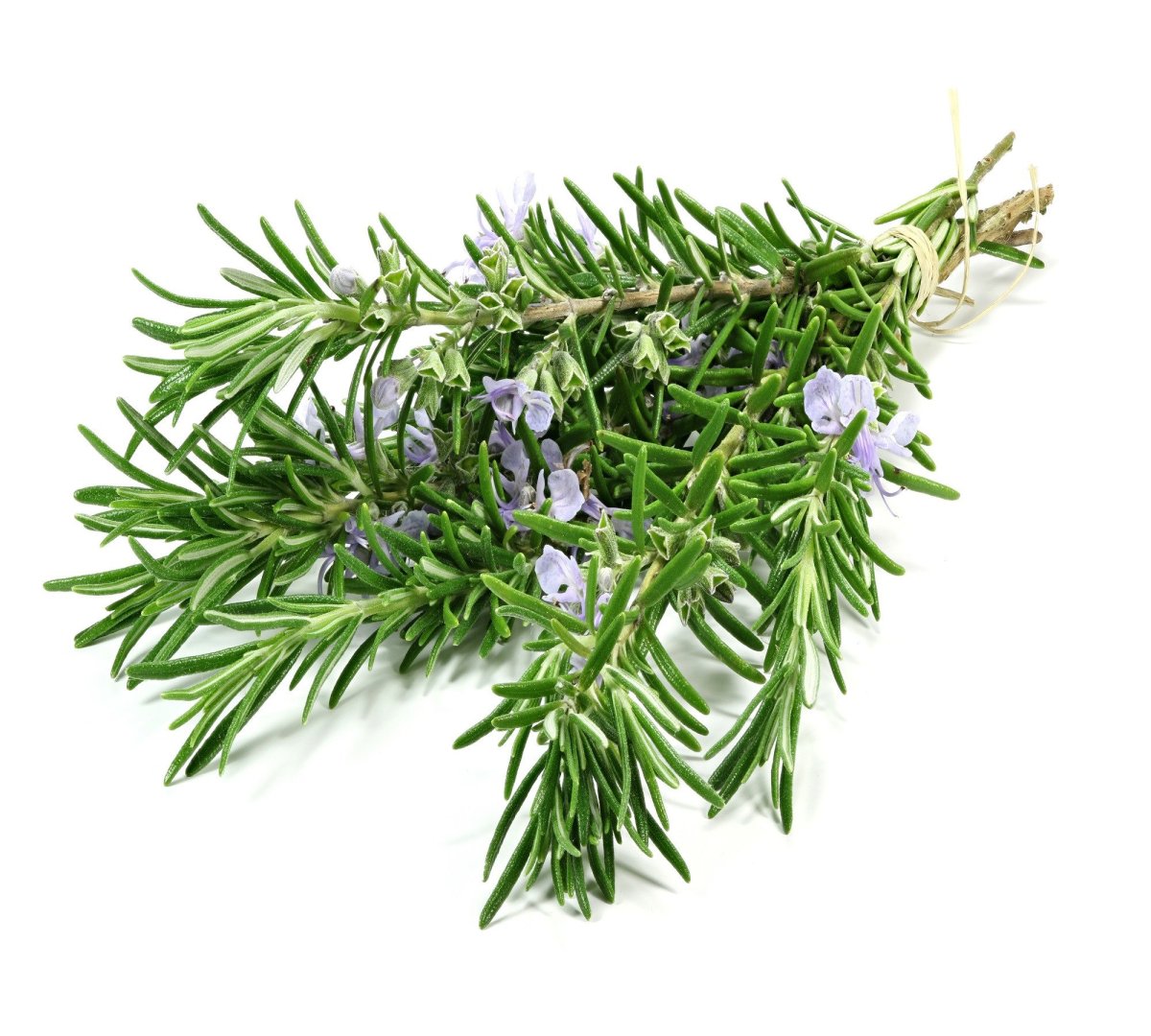 Розмарин Rosmarinus