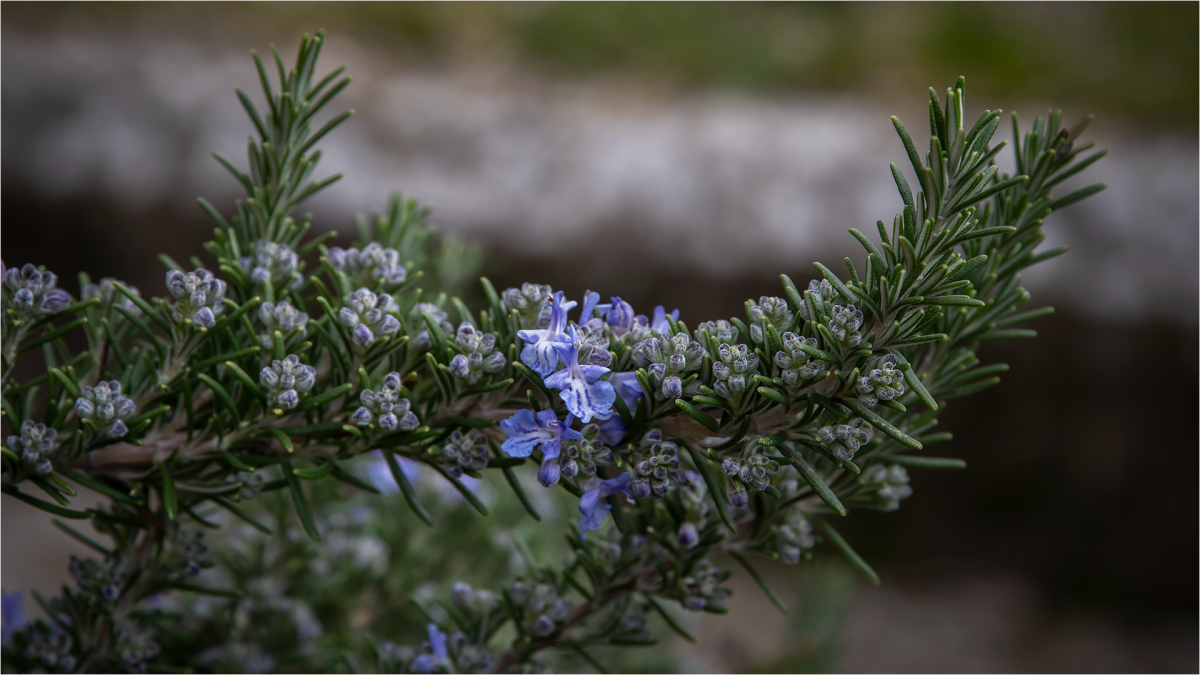 Хвойный розмарин