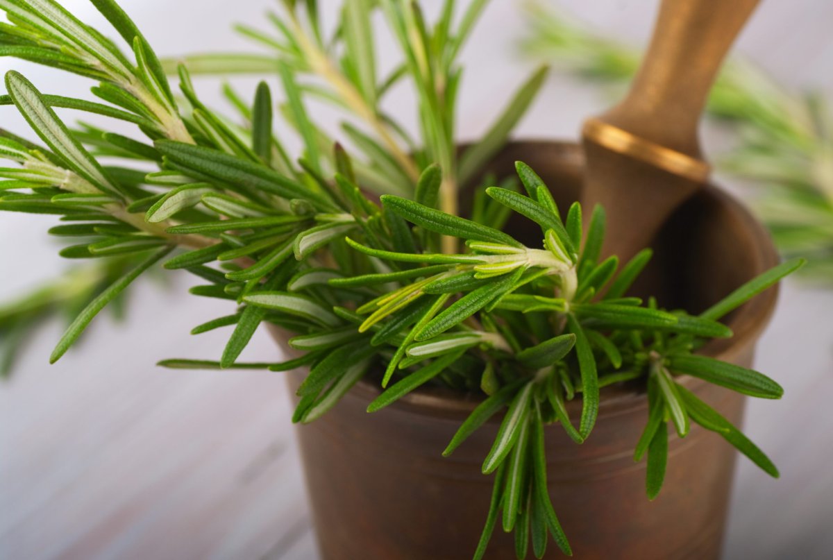 Розмарин вечнозеленое растение