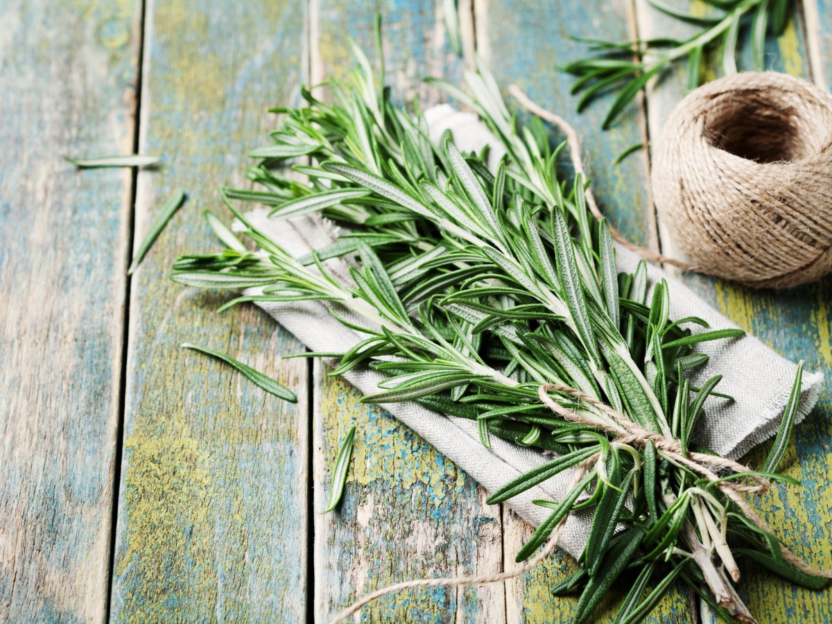 Розмарин кустарник