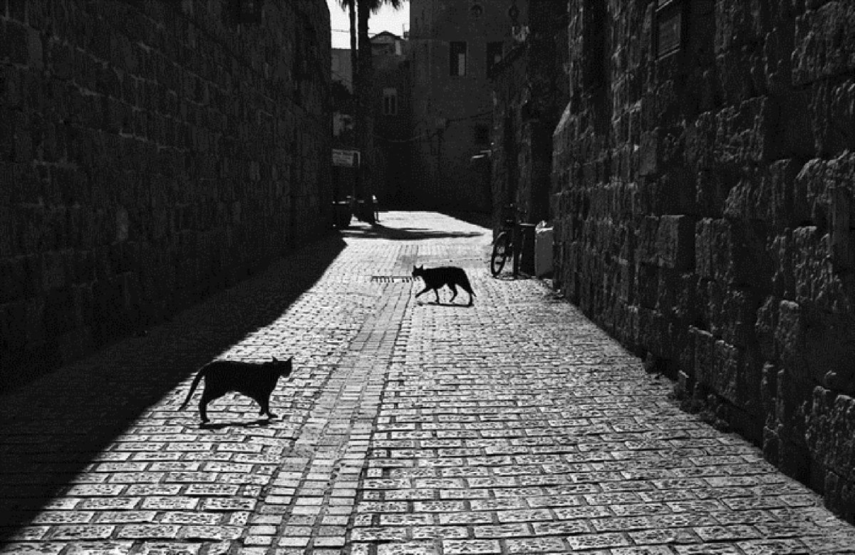 Черный кот уходит