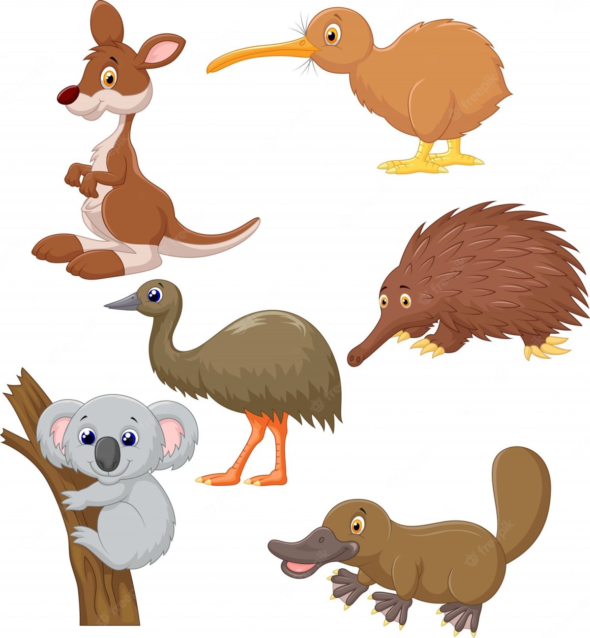 Australian animals Flashcards