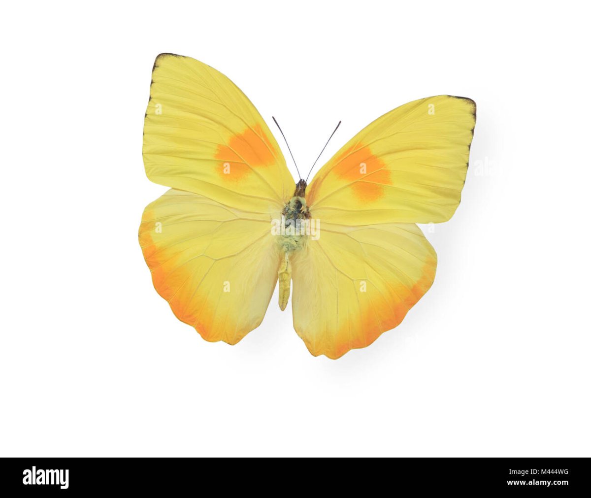 Бабочки желтый фотопечать