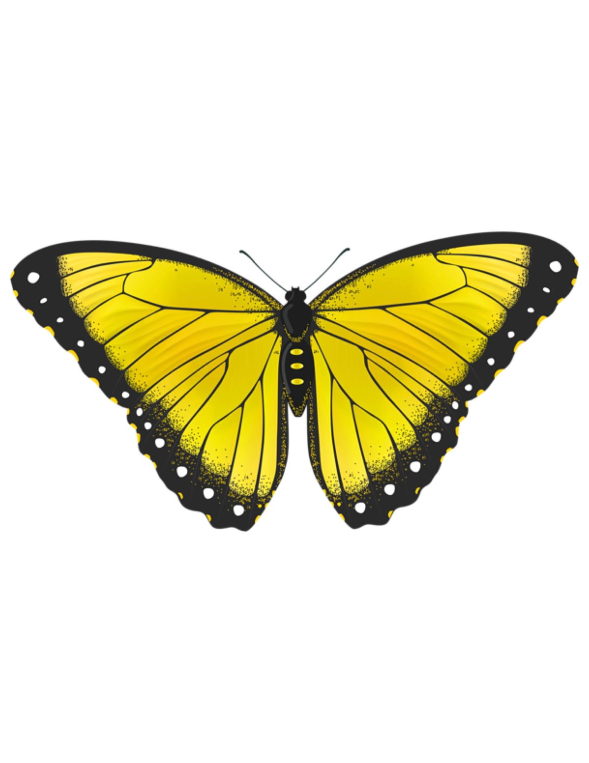 Бабочка лимонно черного цвета