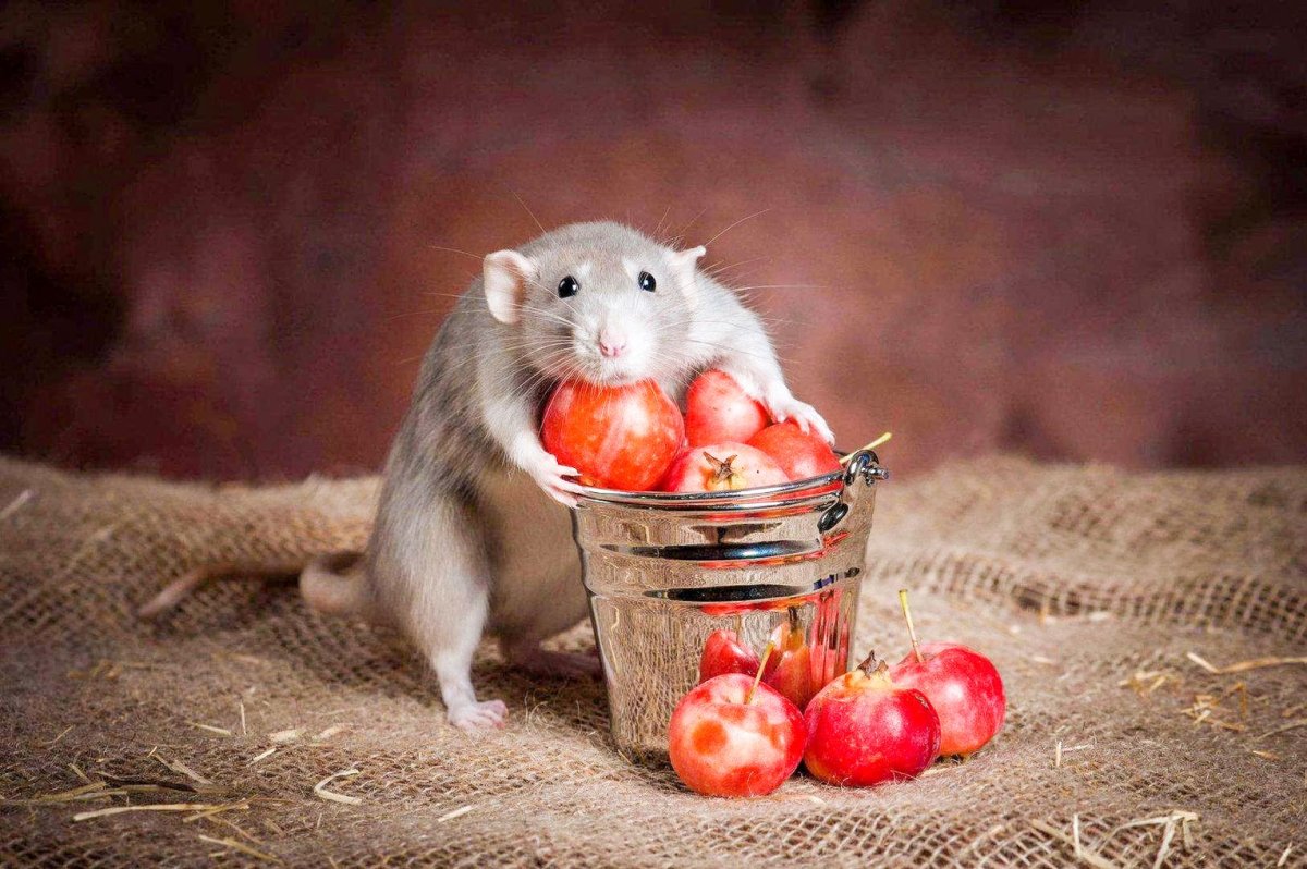 Жила была Царевна мультик жадина