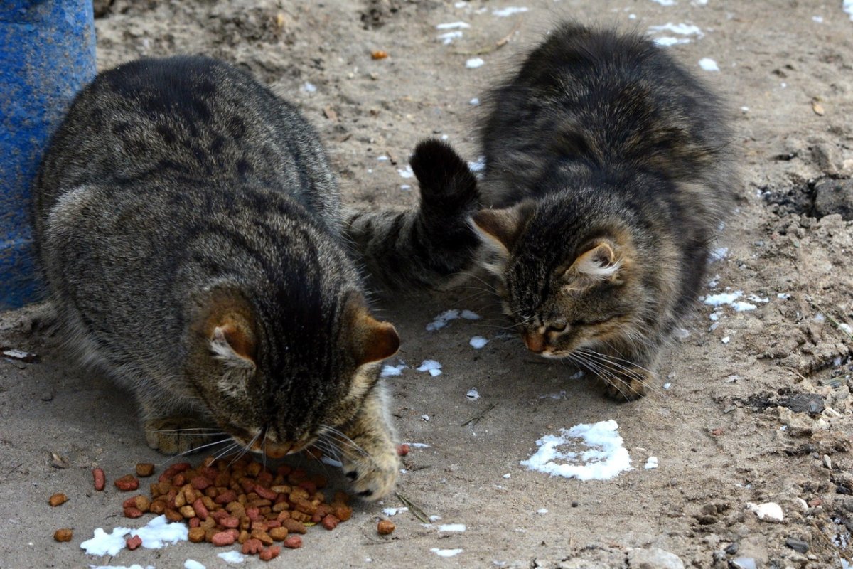 Игра жадина на автоматизацию звука л