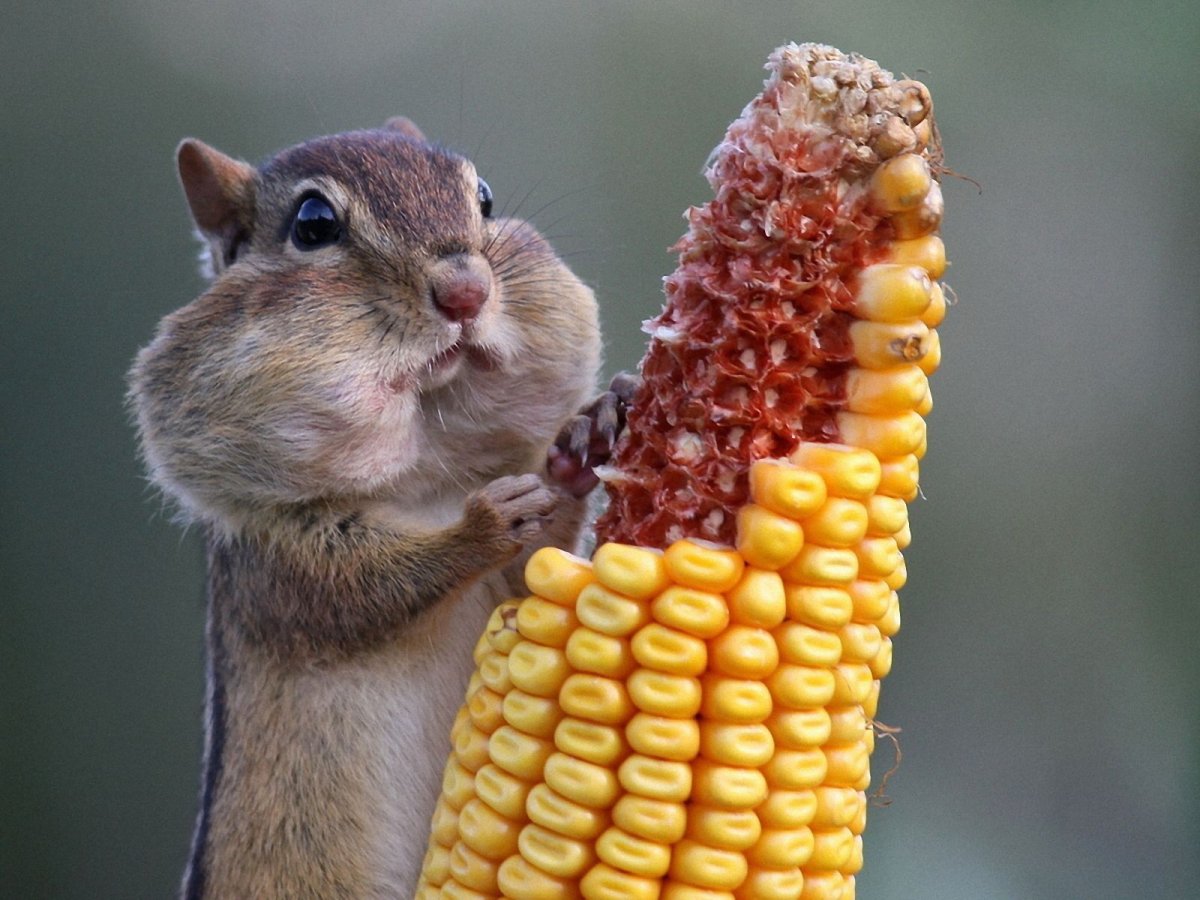 Жадина картинка