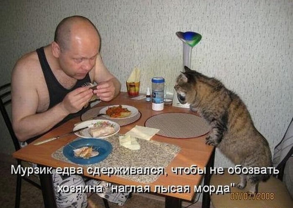 Очень жадный кот