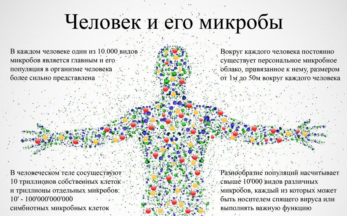 Вирусы бактерии грибки паразиты