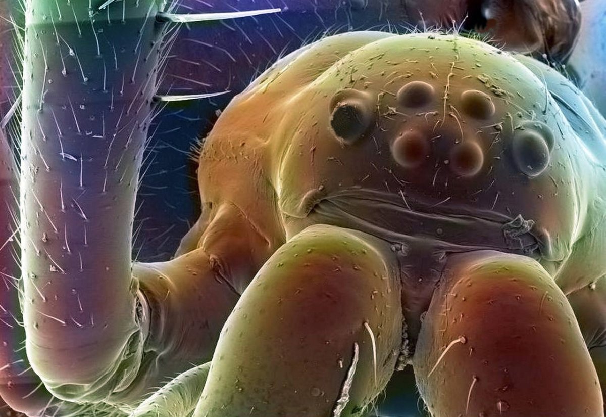 Добрые микробы