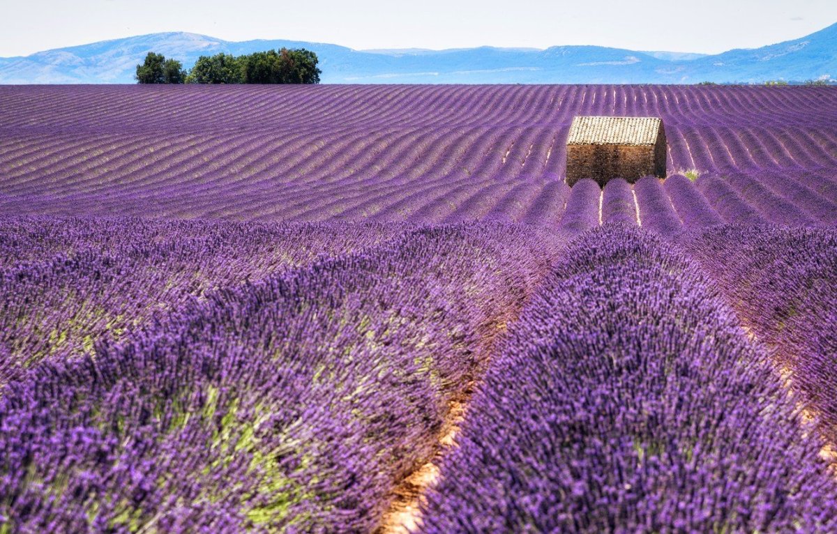 Лаванда закат