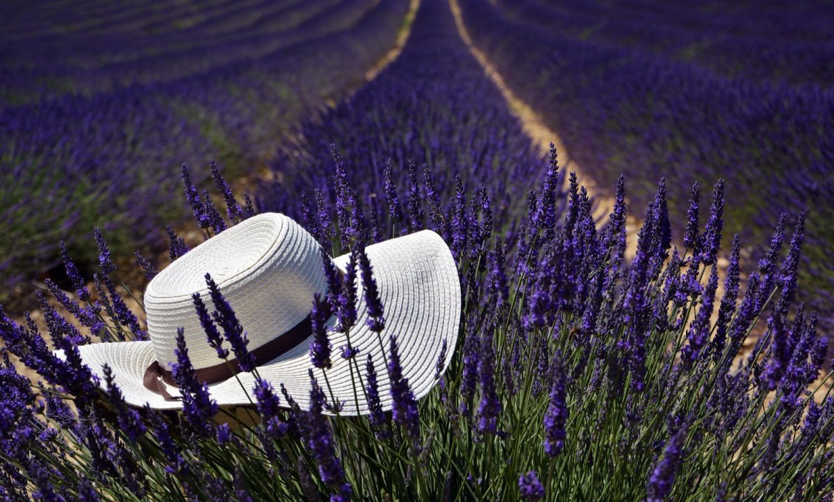 Лефкадия Лаванда Краснодарский край