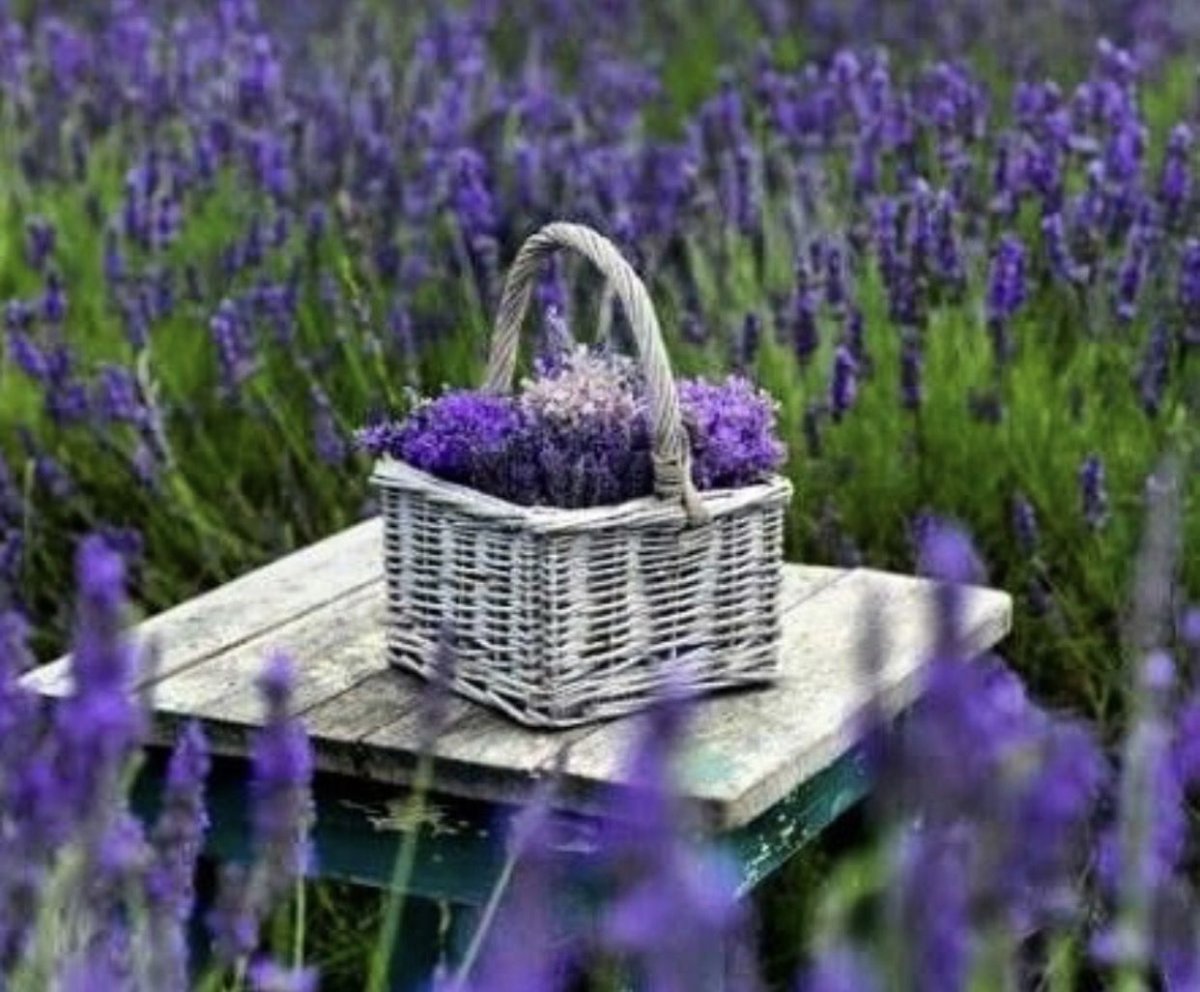 Тоскана Лавандовые поля