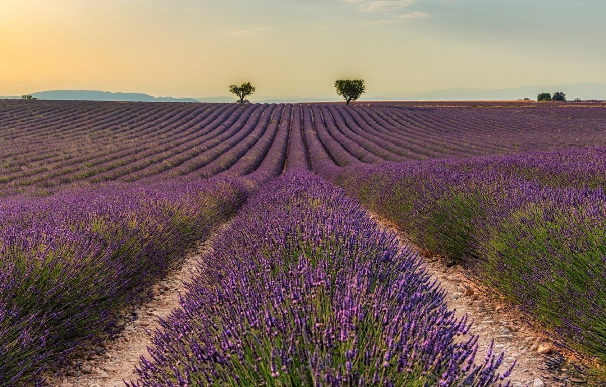 Лаванда Эстетика