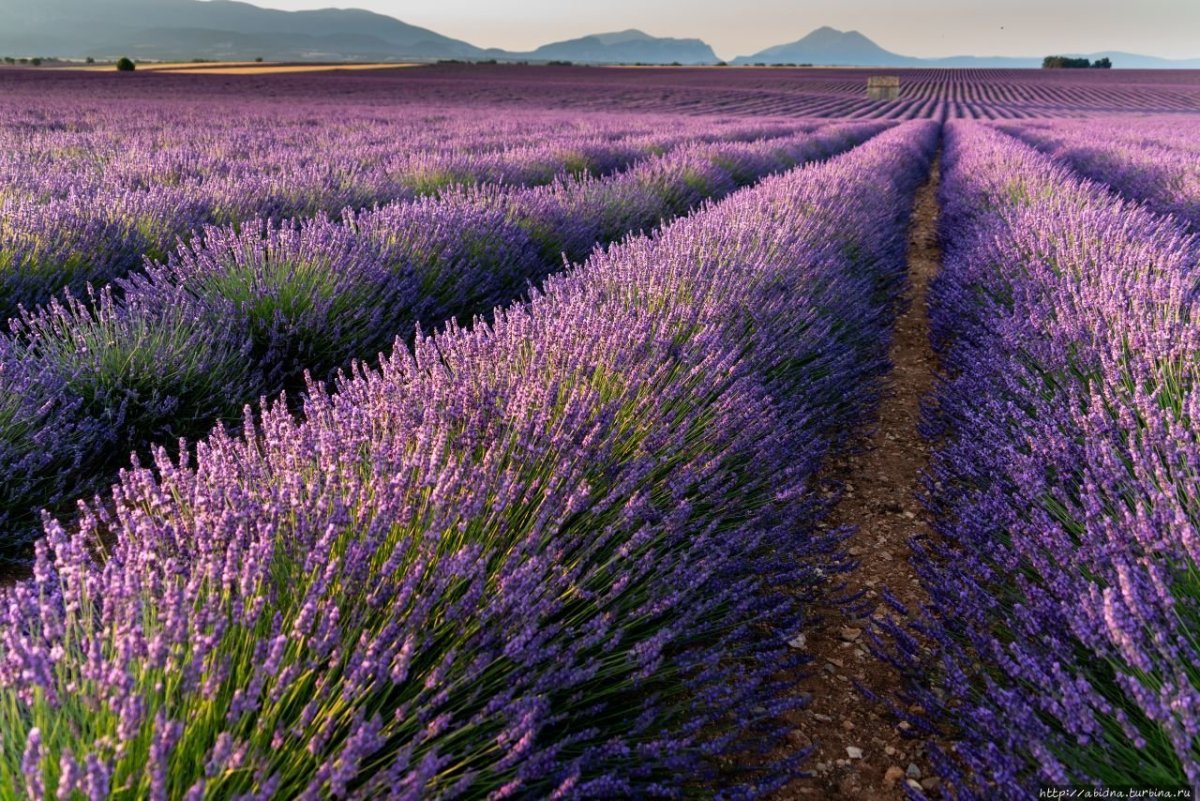 Лавандовые поля в Провансе Франция