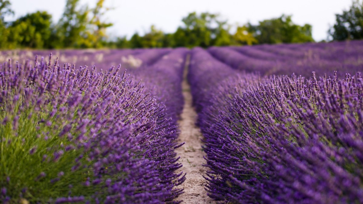 Полевые цветы Прованс