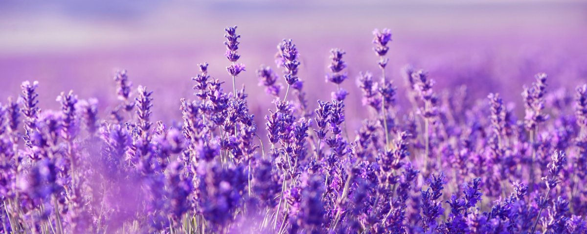 Велосипед с лавандой