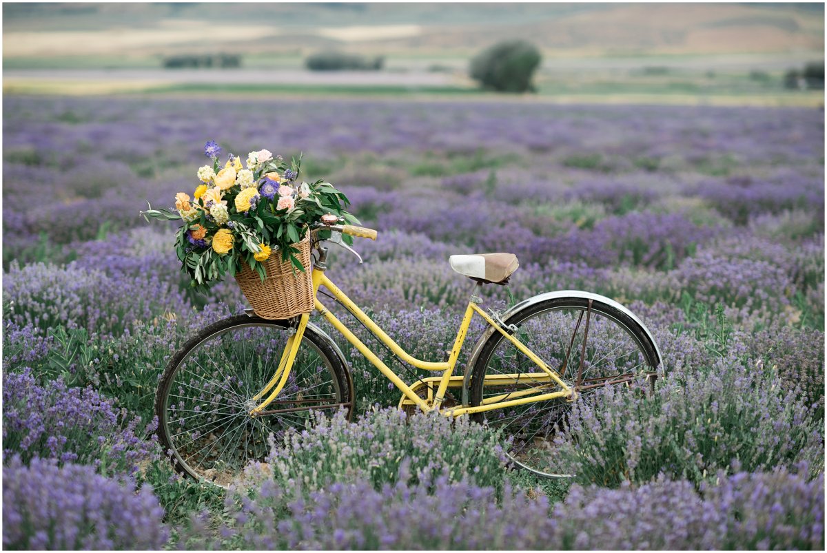 Лаванда в корзинке