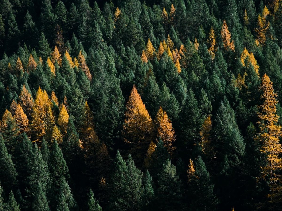 Скандинавия лес Шварцвальд