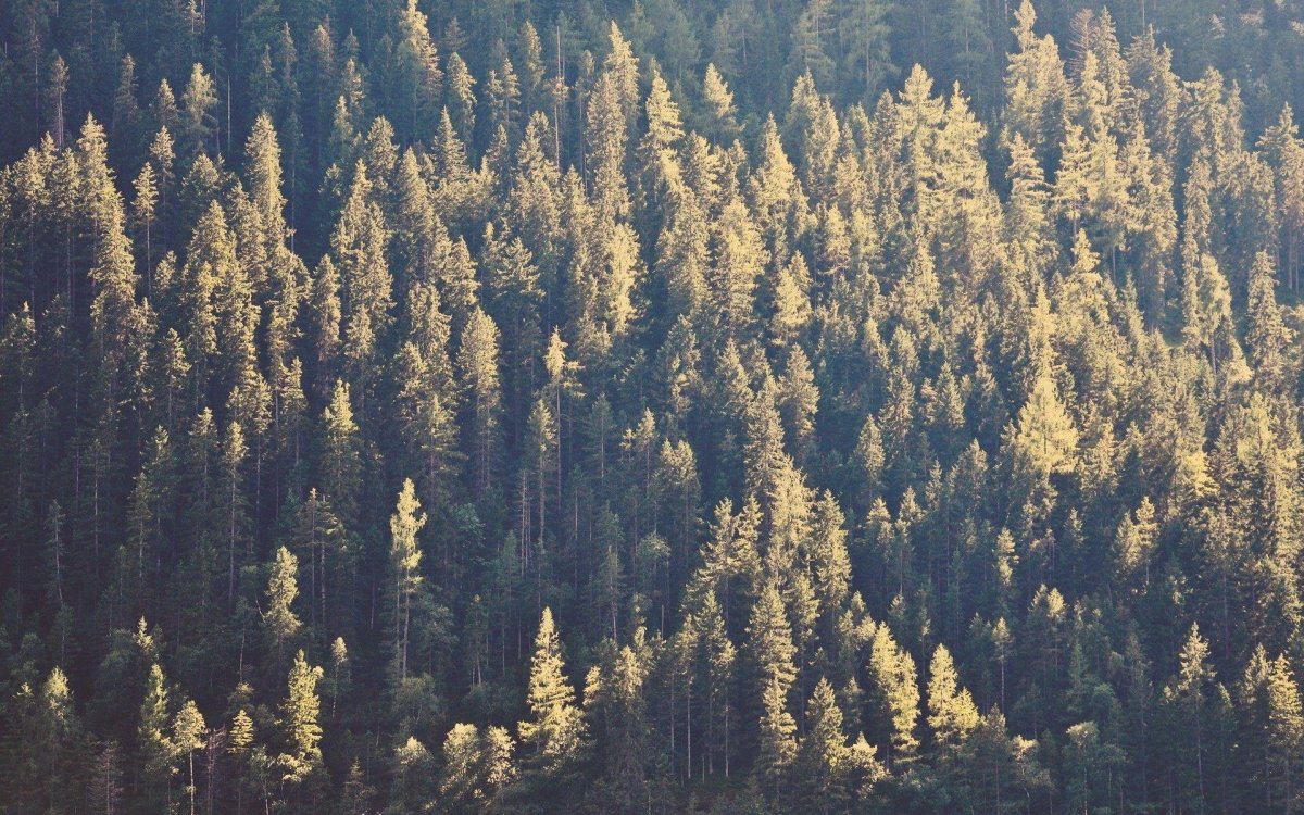 Siberian Горная Тайга