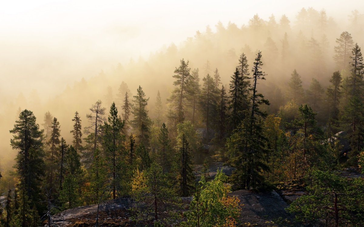 Труднопроходимый хвойный лес