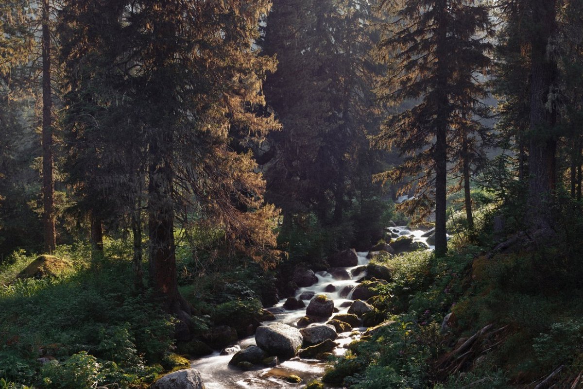 Татьяна Данчурова хозяин тайги