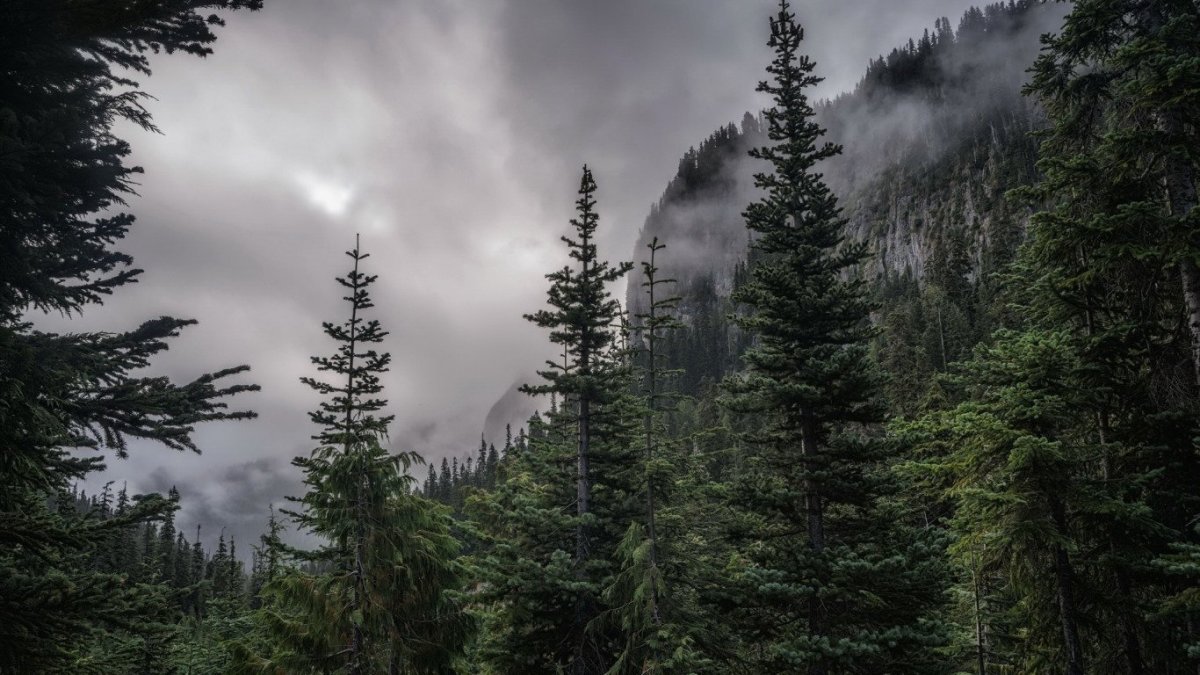 Хвойный лес в тумане