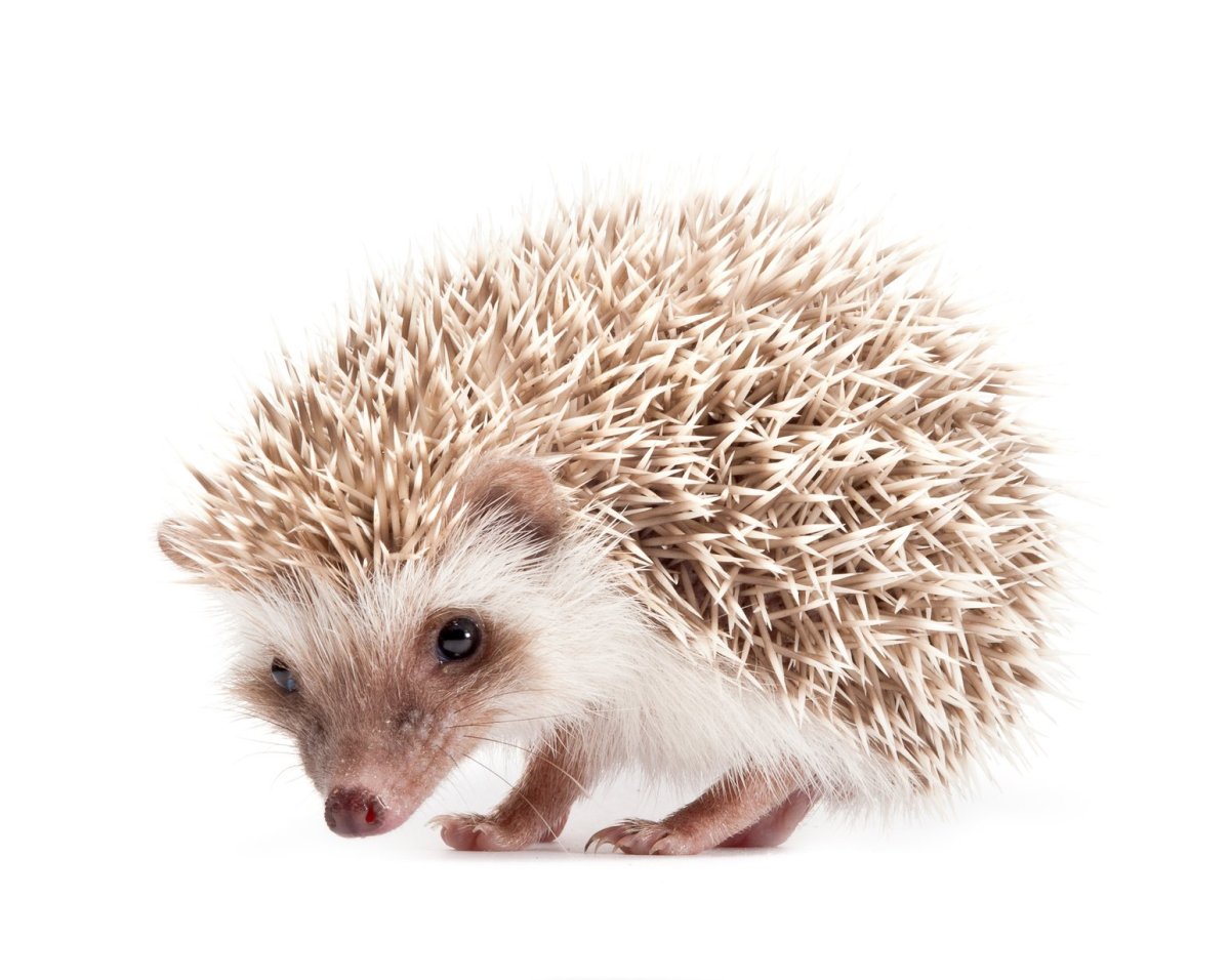 Еж на белом фоне