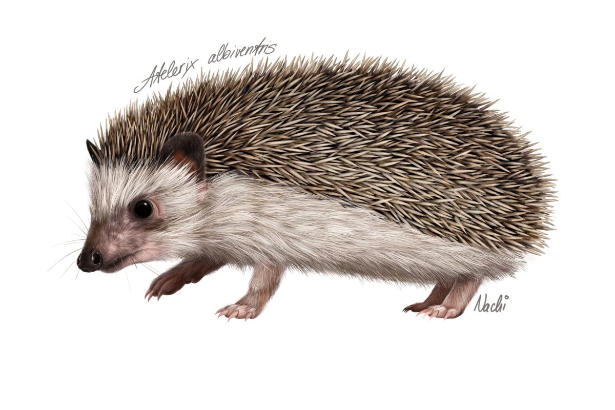 Ёж референс