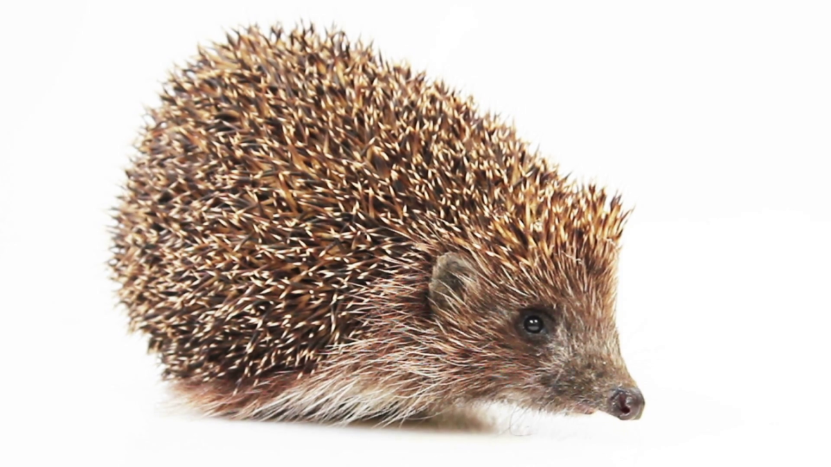 Ежик на белом фоне