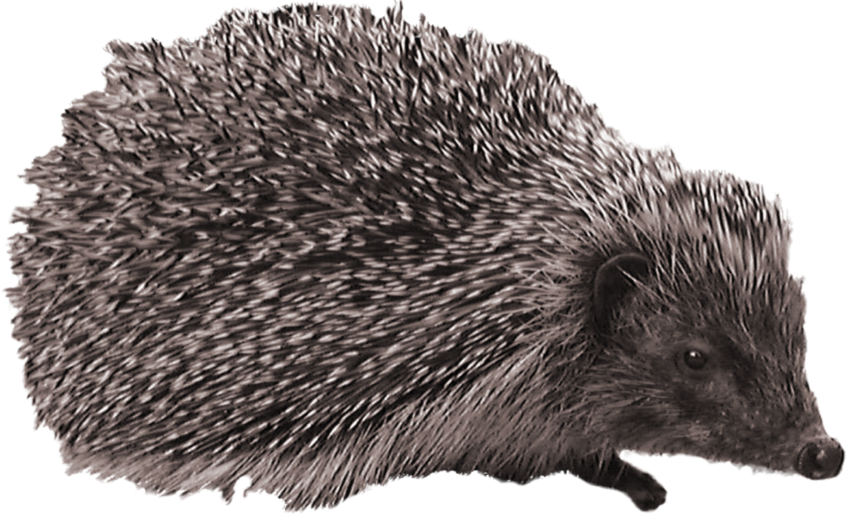 Семя ЕЖЕЙНА белом фоне