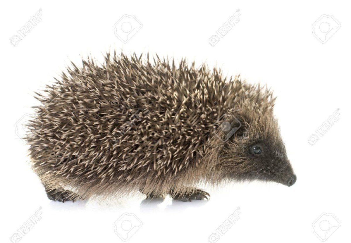Еж на белом фоне