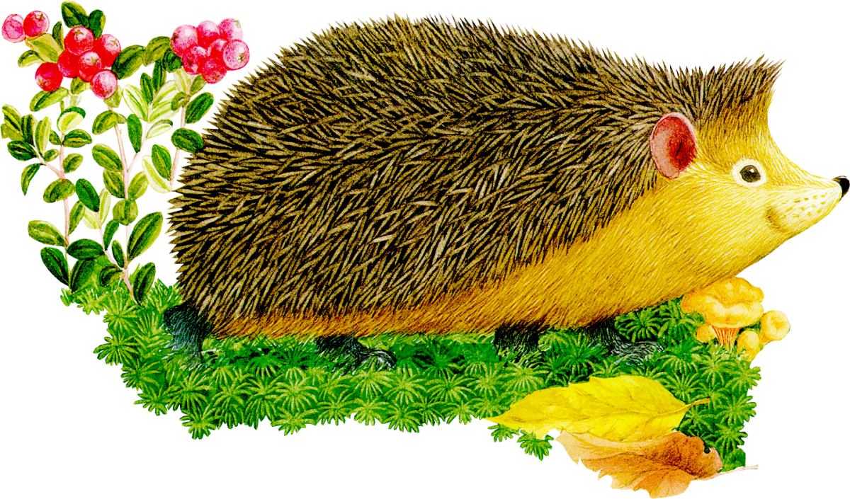 Африканский еж на белом фоне