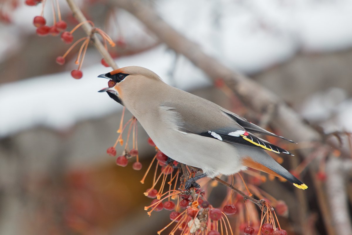Свиристель зимующая птица