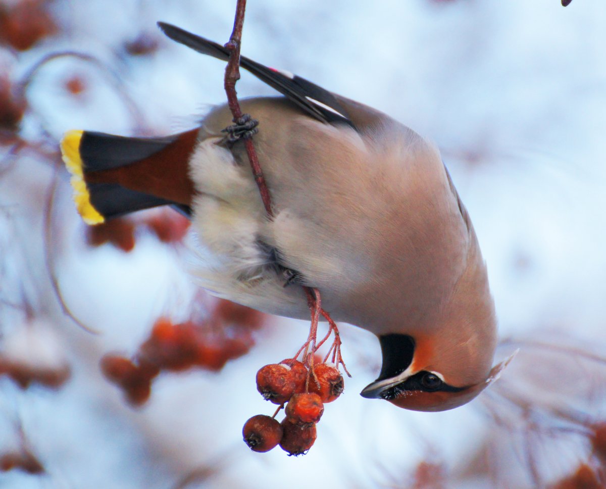 Свиристель в облепихе