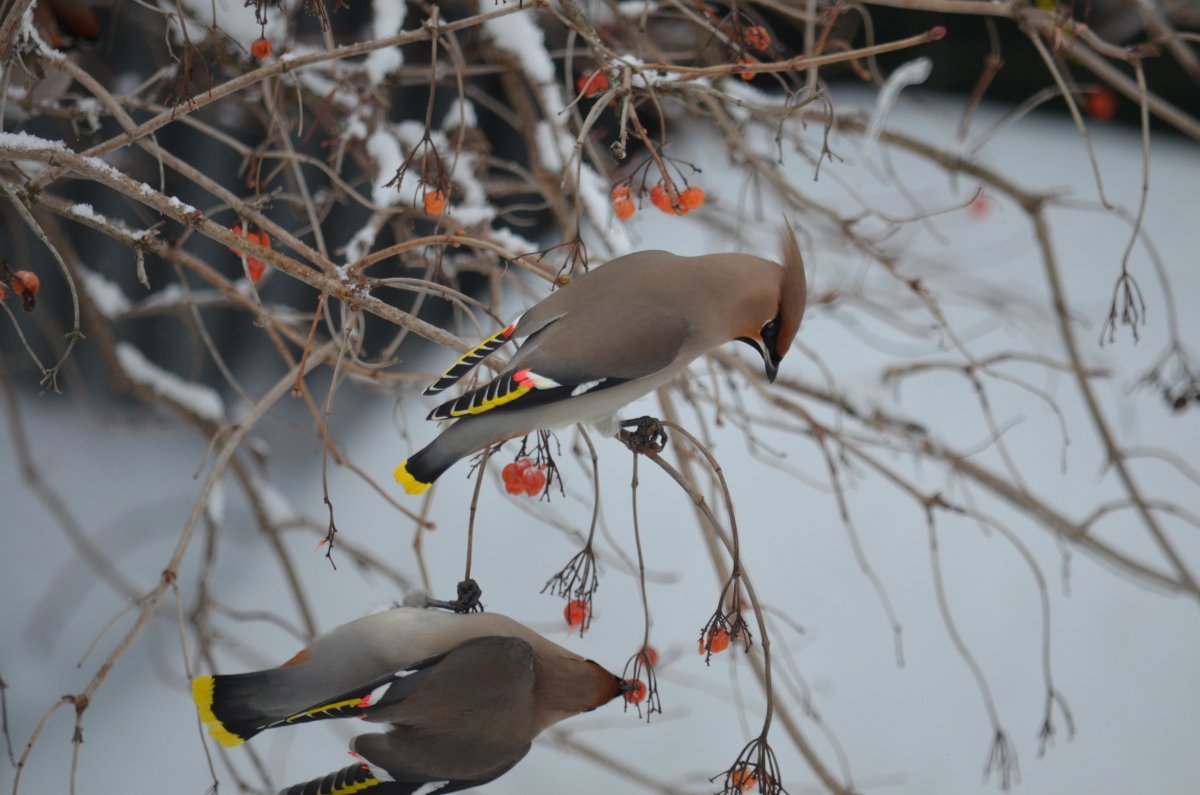 Длиннохвостый шёлковый свиристель