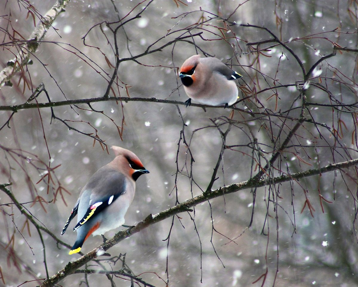 Свиристели и синички