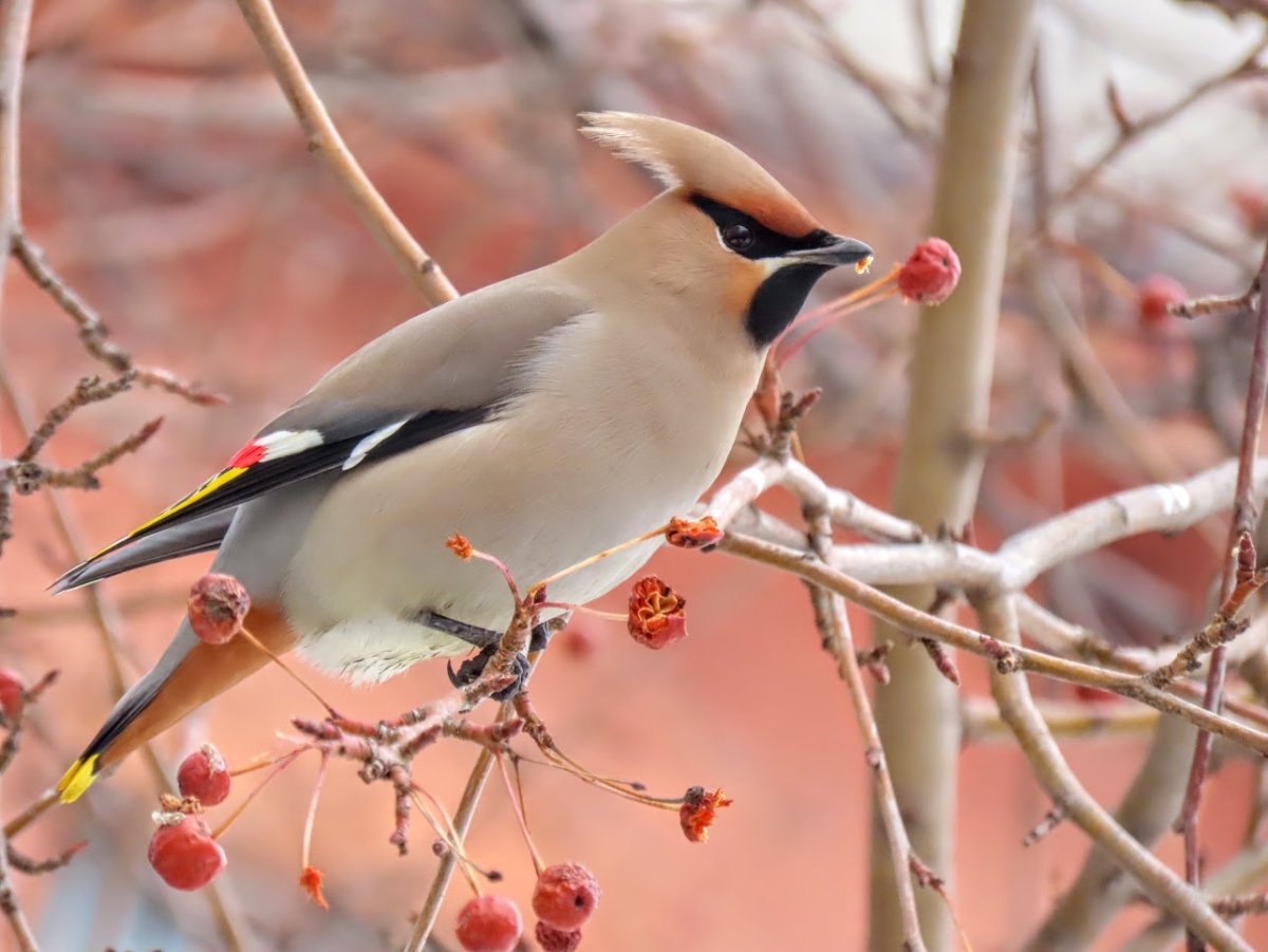 Сорокопут свиристель
