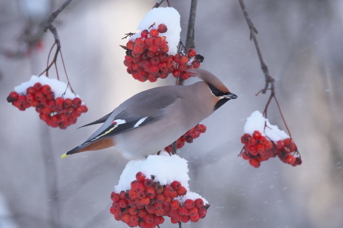 Клест свиристель