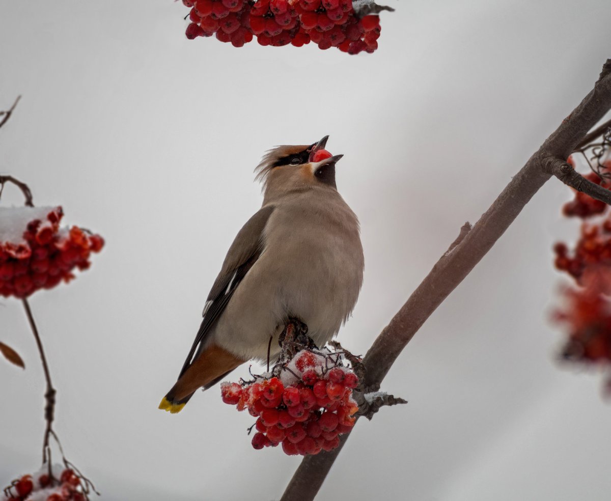 Свиристель на омеле