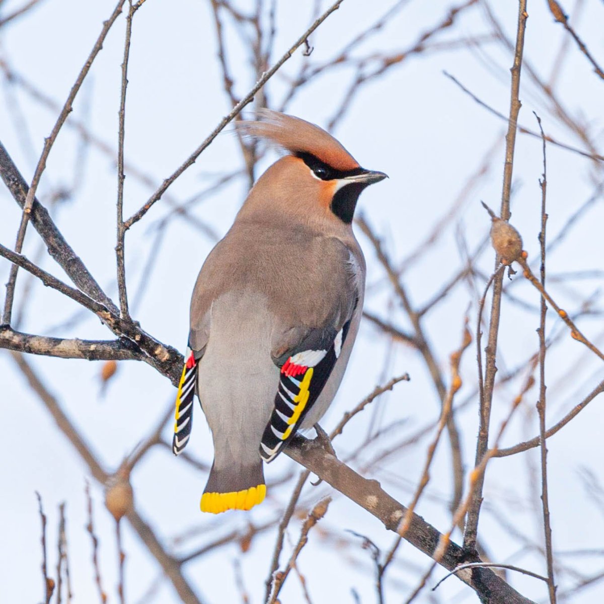 Хохлатая свиристель